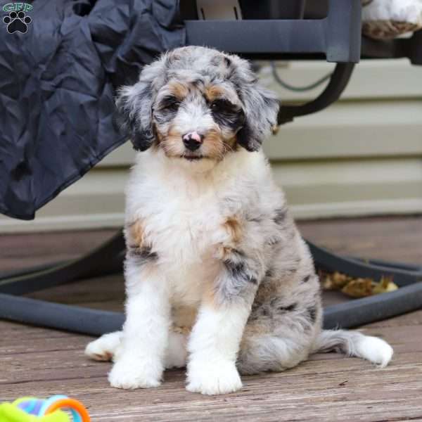 Thomas, Mini Aussiedoodle Puppy